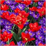 Großes Set Krokus Krokusse Mix 10 50 100 500 Stk. Blumenzwiebeln Zwiebeln...