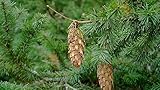 100 X Samen Douglasie Pseudotsuga menziesii viridis Nadelbaum, Baum Samen