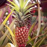 ananas pineapple, zwergobstbäume winterhart garten obstgarten obstsamen...