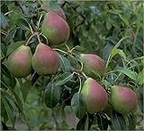 Birnenbaum Pyrus communis Terrassenobst Clapps Liebling - Liefergröße...