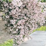perlmuttstrauch samen - bio saatgut wildblumensamen bodendecker winterhart...