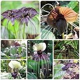 100 Pcs Schwarze Fledermausblume Samen, Wildflower Gartendeko Für Draußen...