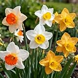 IFLO® 50 Narzissen Mix Blumenzwiebeln – Winterhart Mehrjährig – Gelb...