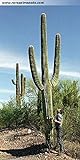 Risala Carnegiea Gigantea Saguaro Giant Kaktus Kakteen Sukkulenten, 20...