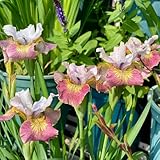 2 Pcs Schwertlilien Zwiebeln - Blumen Winterhart, Bienenfreund Iris...