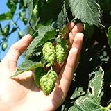 hopfen samen mehrjährig winterhart - outdoor pflanzen deko garten...