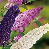 Drei-Farben-Sommerflieder 'Tricolor' (Buddleja Davidii) - Drei Farben...