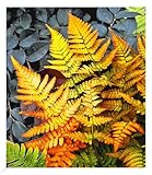 BALDUR Garten Winterharter Schmuck-Farn 'Golden Brilliant', 1 Pflanze,...