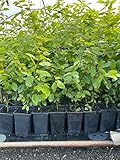 Carpinus betulus 60–80 cm – Winterhart, Mehrjährig, Pflegeleicht –...