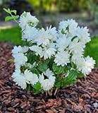 BALDUR Garten Duftender Gartenjasmin 'Pearls of Perfume®',1...