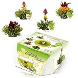 Creano Teeblumen Variation im exklusiven Tassenformat 'ErblühTeelini' - 8...