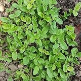 oreganosamen kräutergarten küche, blumendeko oregano hochbeet...