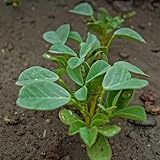 bockshornkleesamen indoor kräutergarten balkon bockshornklee gewächshaus...