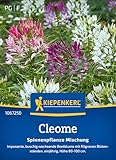 Kiepenkerl Cleomesamen Spinnenpflanze Mischung 1067250 – imposante,...
