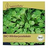 Samenliebe BIO Winterpostelein Samen alte Sorte Winterportulak/Kubaspinat...