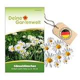 Gänseblümchen Einfach weiß Samen - Bellis perennis -...