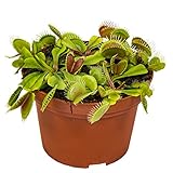 Dionaea Muscipula – Fleischfressende Pflanzen - Venus Fliegen Pflanze –...