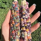 regenbogen maissamen, stauden winterhart mehrjährig mais garten...