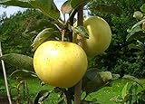 Weißer Klarapfel – Apfelbaum alte Sorte kleinbleibend | Premium...