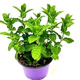 3er-Set Marokkanische Tee-Minze (Mentha-spicata) 3Pflanzen