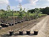 1 Apfelbaum 'Elstar' 120-150cm im großem Topf Apfelbaum Busch Obstbaum...