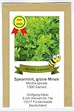 Grüne Minze, Spearmint - Mentha spicata - 1500 Samen