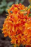 Rhododendron lut. 'Golden Eagle' Sommergrüne Azalee 40-60cm im Topf...