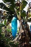 blaue Banane - Musa itinerans (Yunnan Banane) - 10 Samen -frosthart : bis...