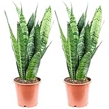 2er-Set Bogenhanf - pflegeleichte Zimmerpflanze, Sansevieria trifasciata...