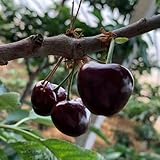 kirsch geschenk balkongewächshäuser säulenobst winterhart balkon...