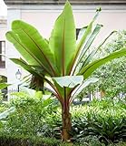 BALDUR Garten 1x Winterharte Bananen Pflanze 'rot', Pflanze im 12 cm-Topf,...