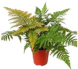 Rotschleierfarn - Dryopteris erythrosora- winterharter, wintergrüner, Farn...