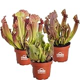 vdvelde.com - Sarracenia fleischfressende Pflanzen - 3er Set - Winterhart -...