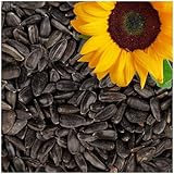 Lyra Pet® | 25 kg Sonnenblumenkerne Schwarz | Wildvogelfutter Ganzjährig...
