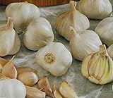 Knoblauch Pflanz Knoblauch 3 Knollen