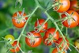 Prademir – 50 x Bonsai-Tomaten Samen “Tiny Tim” – Tomatensaat mit...