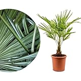 Meine Orangerie Hanfpalme Trachycarpus - Winterharte Palme - Frosthart bis...