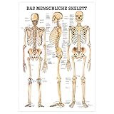 Das menschliche Skelett Lehrtafel Anatomie 100x70 cm medizinische...