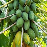 100 Stück frische grüne Papaya-Fruchtkerne