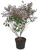 Syringa meyeri Palibin - Zwerg-Flieder Duftflieder - 23 cm Topf Höhe ca....