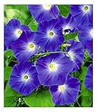 BALDUR Garten Trichterwinde 'Blue Hardy', 1 Pflanze, Ipomoea indica,...