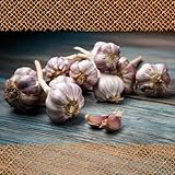 FLORTUS – Winterpflanzknoblauch Ljubascha 3 Knollen zertifiziertes...