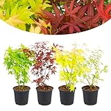 Happy Plants Acer palmatum Fächerahorn 4 Stück I 30 cm x ⌀10,5 cm,...
