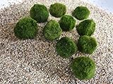 Mooskugeln Wasserpflanzen SAHAWA Aquatic Arts 10 Marimo Moos Kugeln ca. 3...