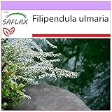 SAFLAX - Heilpflanzen - Echtes Mädesüß - 500 Samen - Filipendula ulmaria