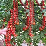 Tomate -Sweet Million- 10 Samen (F1) Ultra Ertrag Süß und lecker