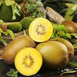 20 pcs kiwi baum samen obst samen winterharte kübelpflanzen kiwibeeren...