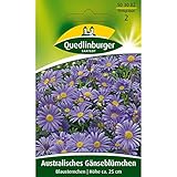 Australisches Gänseblümchen, Blausternchen