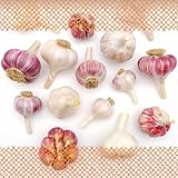 FLORTUS – Winterpflanzknoblauch Bunte Mischung 6 Knollen zertifiziertes...