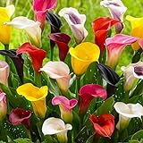 Calla Lilien Zantedeschia Zwiebeln Kollektion, 10 Zwiebeln, 5 Sorten, 2 von...